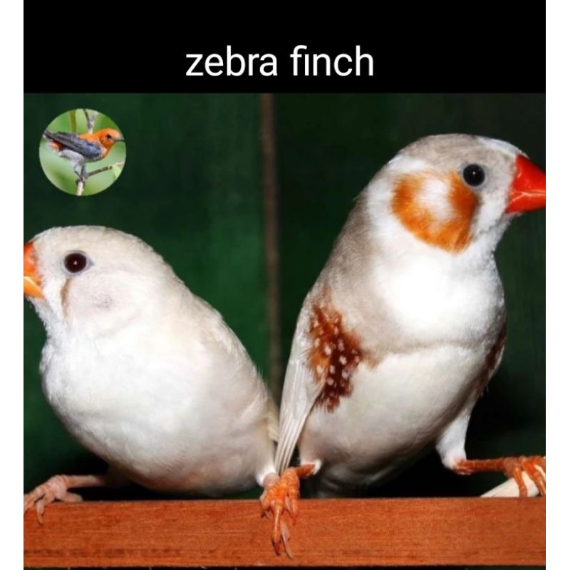 Zebra Finch Bird