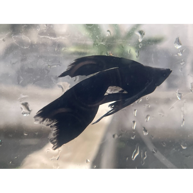 black molly veiltail/slayer