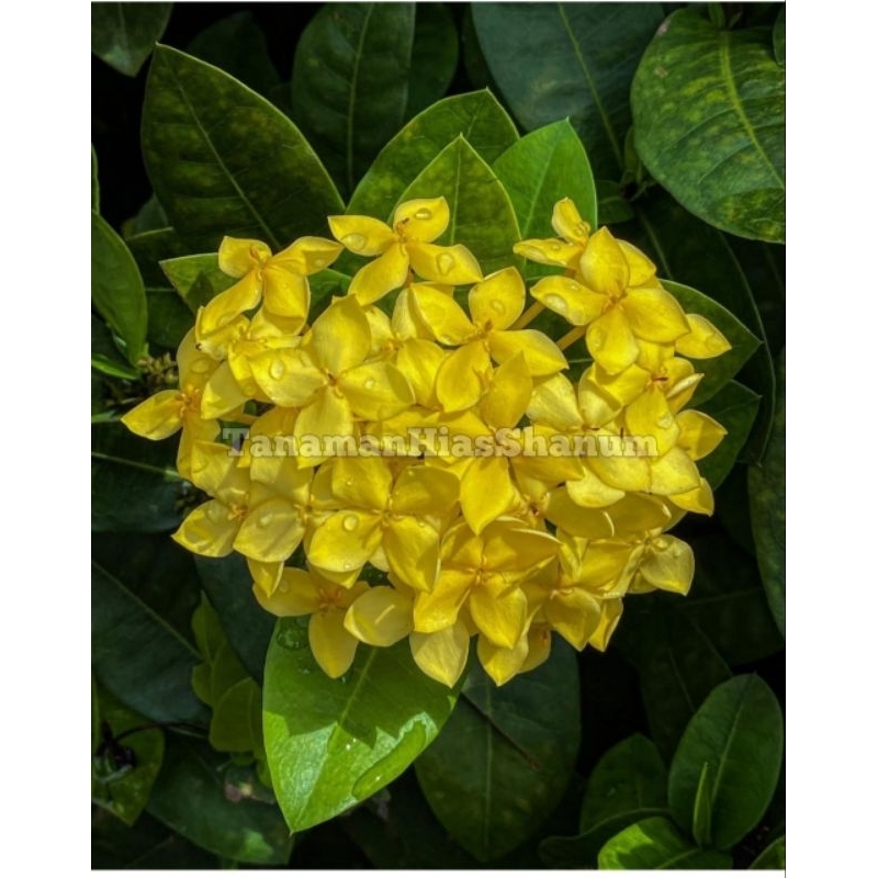 Promo COD bibit bunga Asoka kuning - tanaman hias Asoka bunga kuning - bibit bunga - bunga Asoka - p