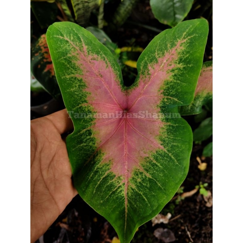 tanaman hias keladi pink - keladi pink love - tanaman keladi pink - tanaman keladi
