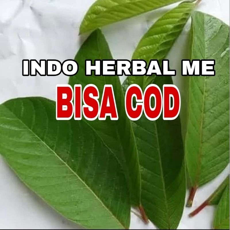 

Daun jambu biji segar