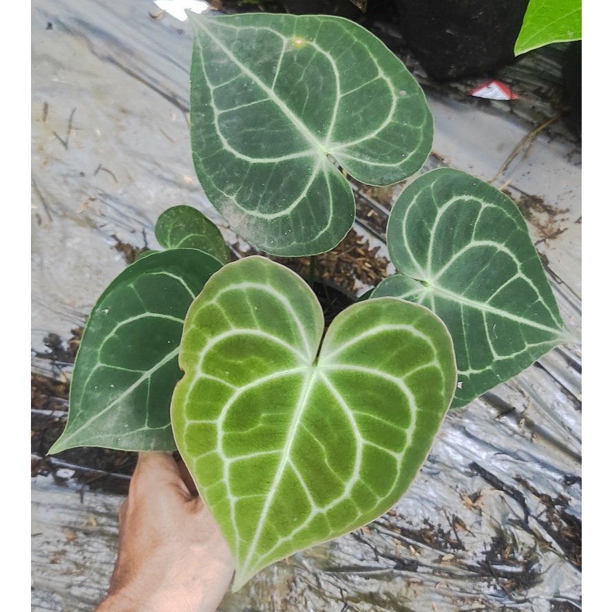 Anthurium Clarinervium Hybrid / Anthurium Tarantula - Tanaman Hias Anthurium Kuping Gajah