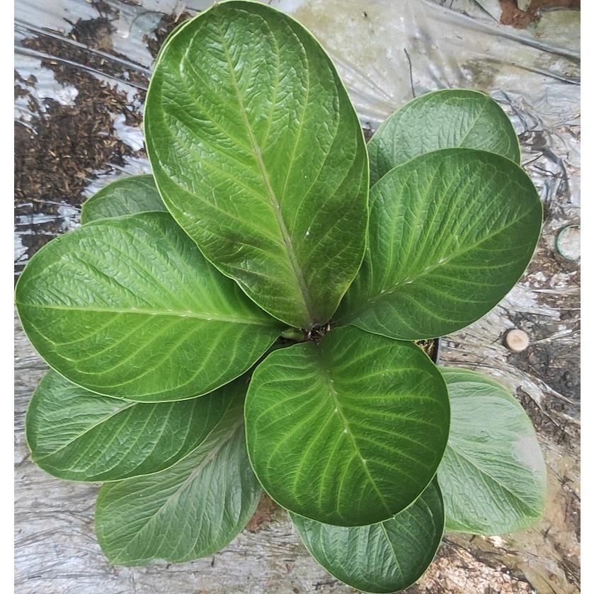 Anthurium Jemani Mangkok Hybrid Karakter - Tanaman Hias Anthurium Jenmanii Mangkok Hybrid / Anthuriu