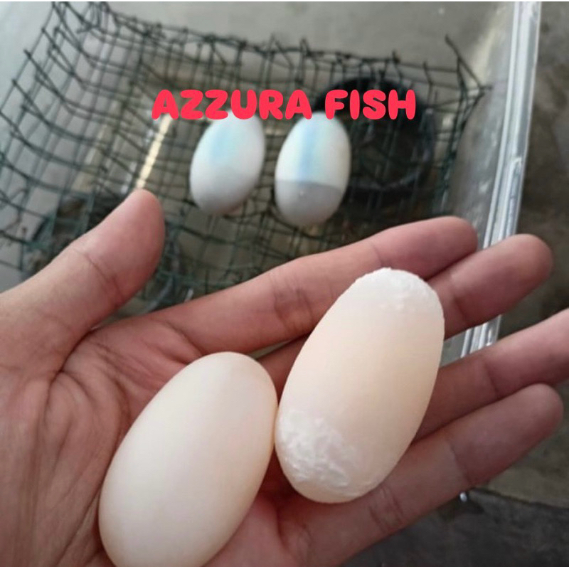 TELUR KURA KURA ALDABRA GARANSI