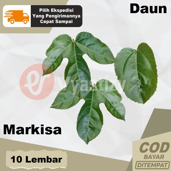 

Daun Markisa 10 Lembar Segar Ecoprint