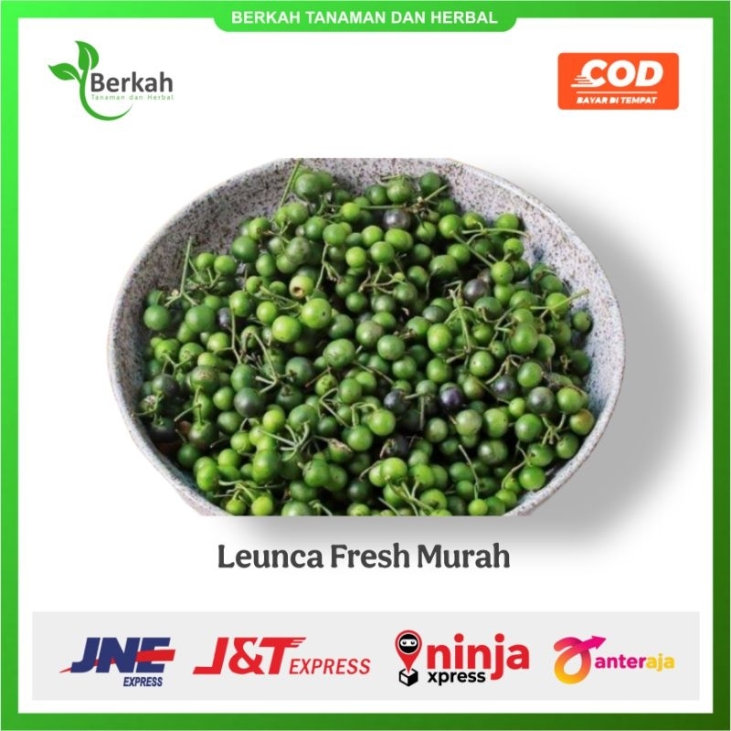 

LEUNCA / LENCA PER 1KG murah