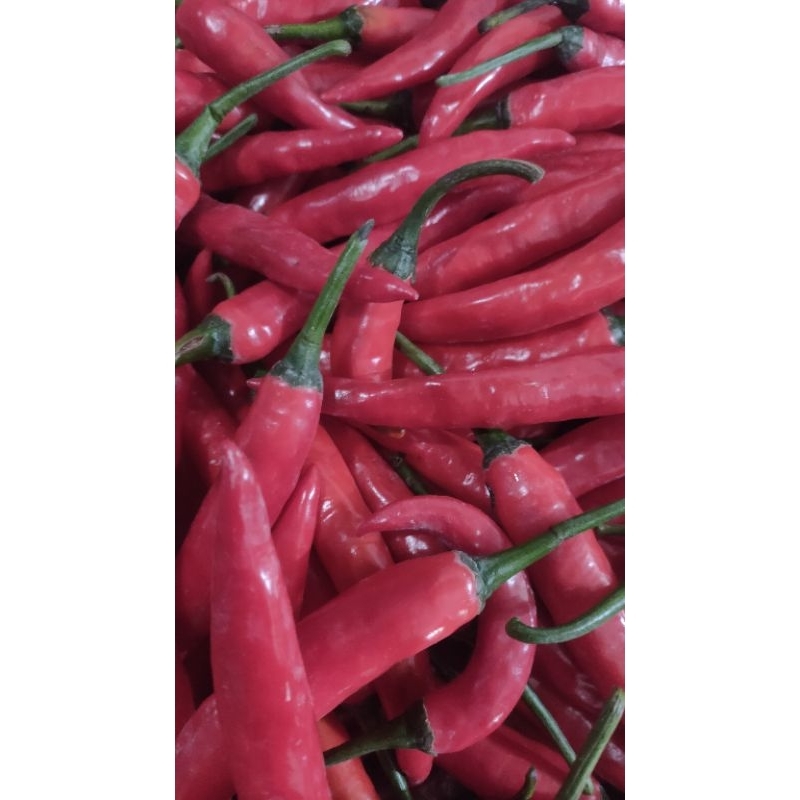 

INSTAN cabe merah besar cabe merah lombok cabe lombok murah