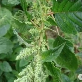 

DAUN BAYAM DURI PETK SAAT D PSAN 100 GRM HERBAL