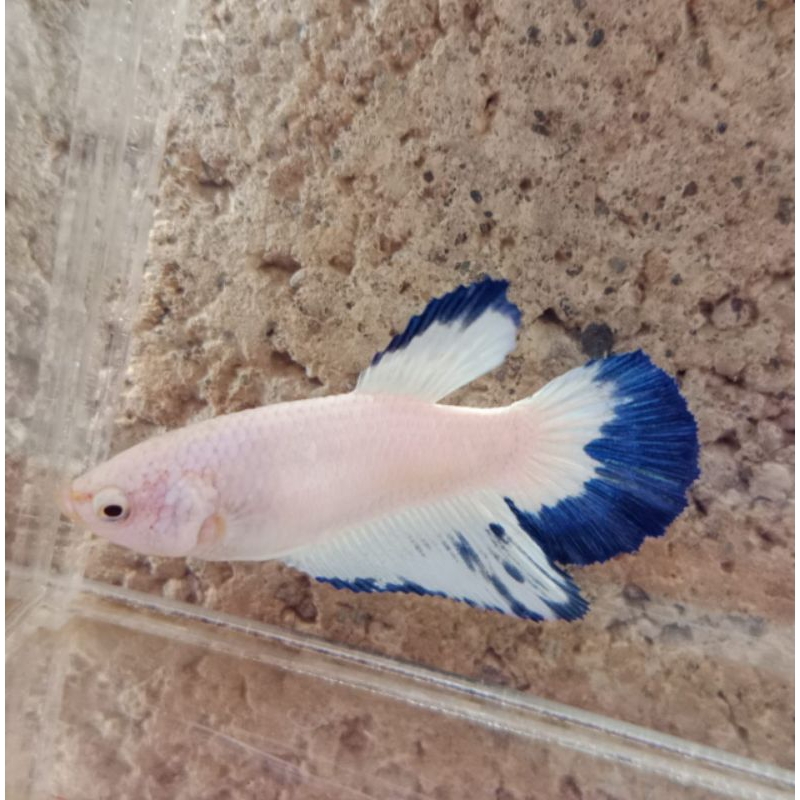 Halfmoon Blue Rim (BETINA)