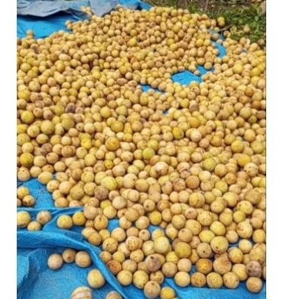 PROMO buah duku manis 1kg buah pilihan