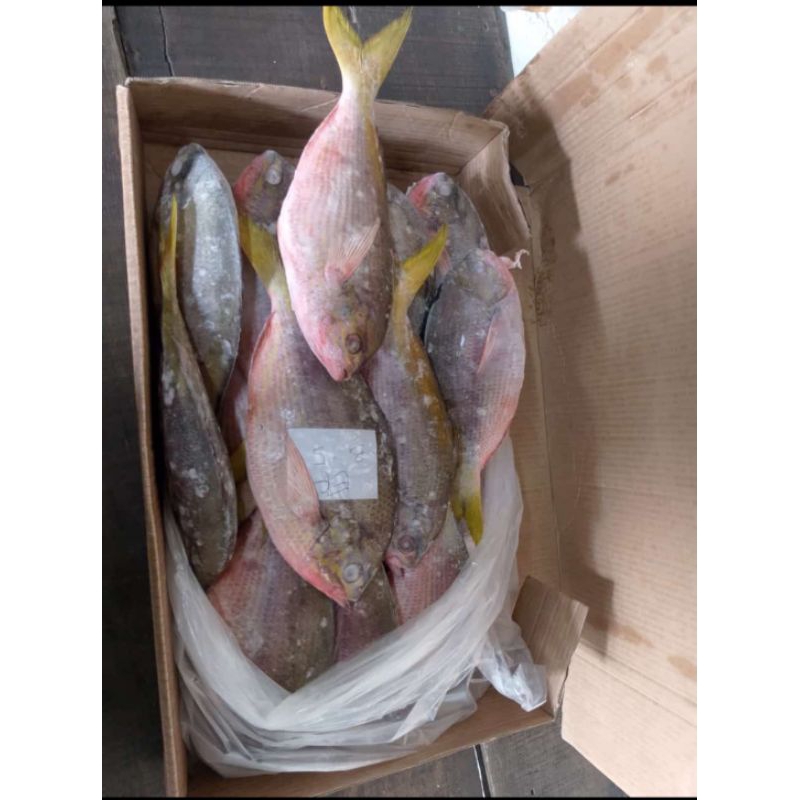 

bermacam jenis ikan laut..Semar/etem/tenggiri/kembung/Banjar/ekor/kuning/baronang/dll