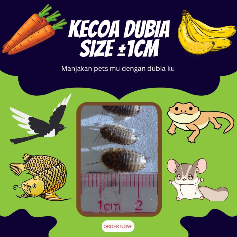 PAKAN HIDUP KECOA DUBIA ± 1CM (ISI 335 PCS + Bonus) TERMURAH PAKAN HEWAN REPTIL,