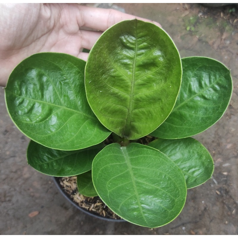 Anthurium Jemani Mangkok Hybrid Karakter D - Tanaman Hias Anthurium Jenmanii Mangkok Hybrid / Anthur