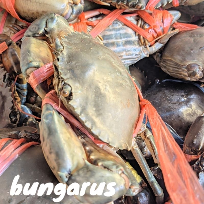 

Kepiting Bakau Hijau Hidup Fresh Ukuran 1kg +- Isi 3 Berat Sekitar 300gram - 500gram Piting ijo Mangrove Besar