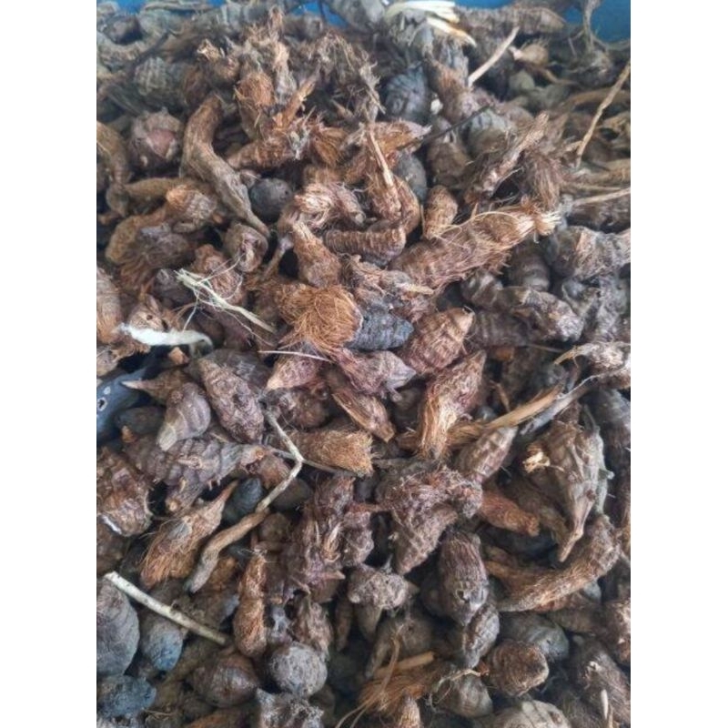 

Rumput teki kemasan 1kg Original
