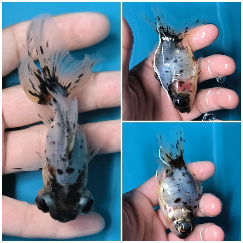 Ikan Mas Koki Telescope Eye