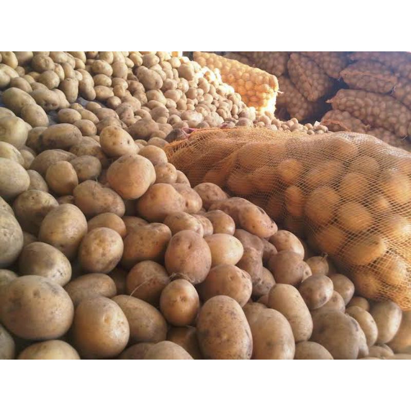 

kentang sedang fresh 1 kg ada bonus