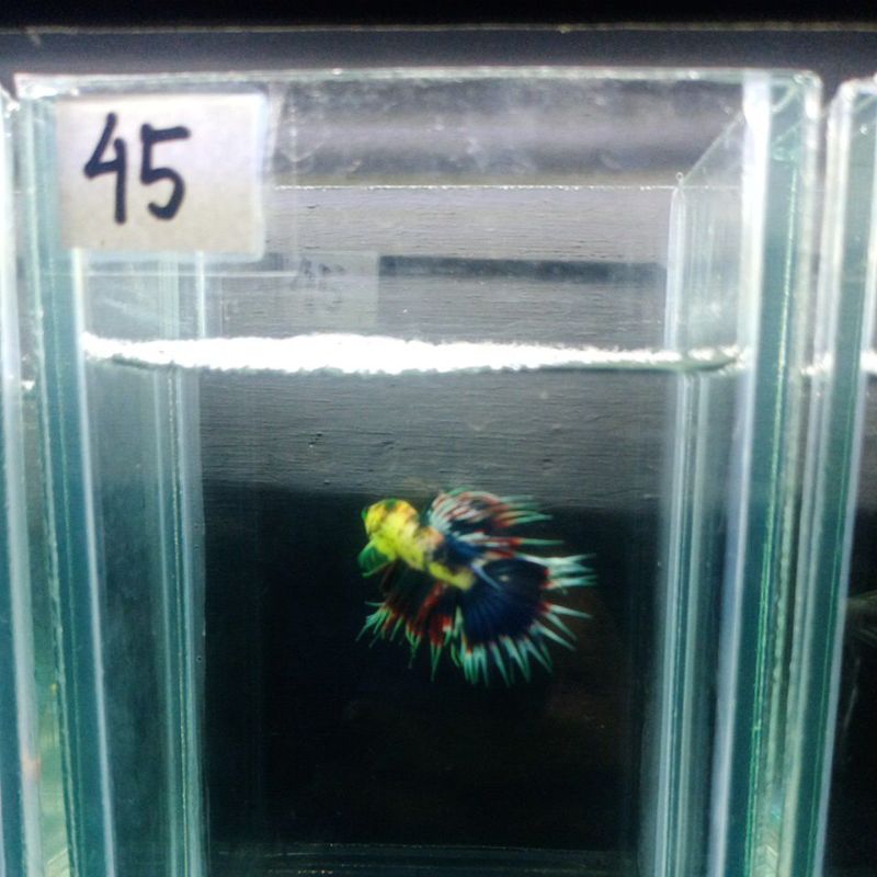 CT HULK DAN CT MULTY