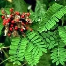 

DAUN SAGA SEGAR HERBAL PETIK PAS ADA ORDER 100GRM