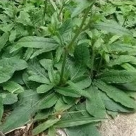 

DAUN TAPAK LIMAN PETIK PAS ADA ORDER25LMBR