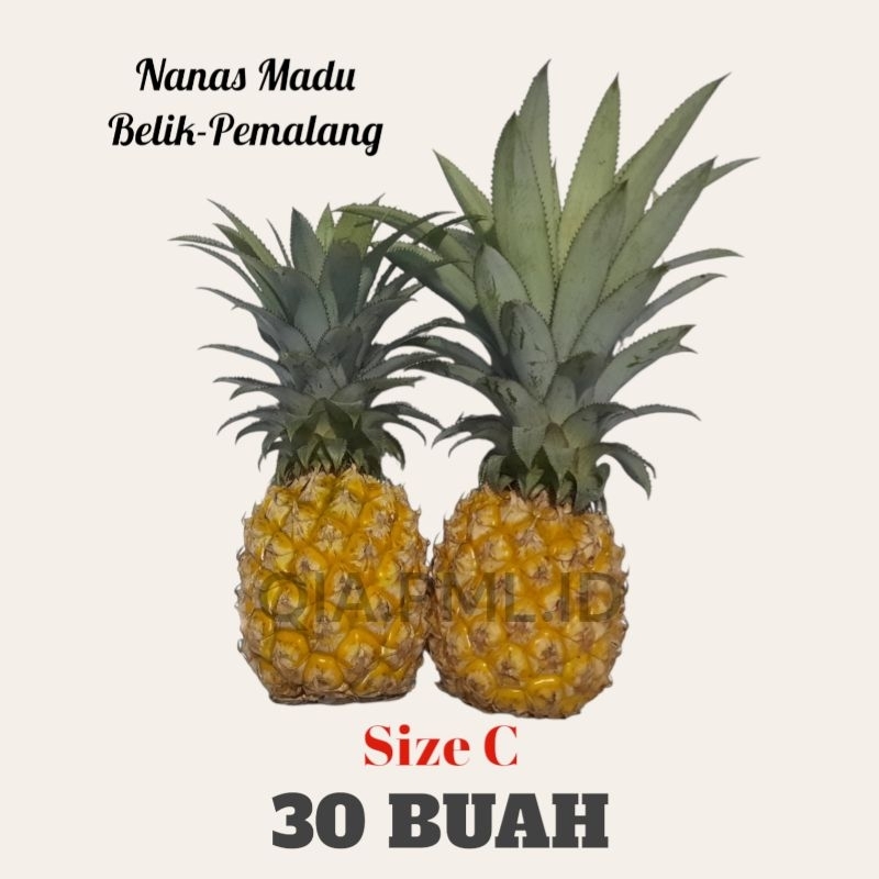 

nanas madu asli belik pemalang 30 buah size C