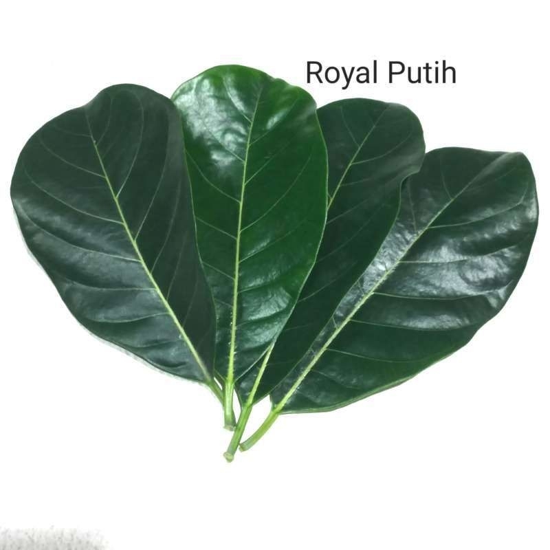 

Daun nangka segar dipetik saat mau kirim 100 grm