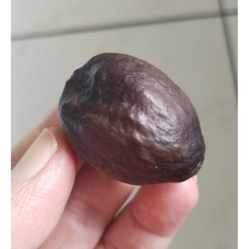 Muncang Adu Jawa Ori Malangbong Matang