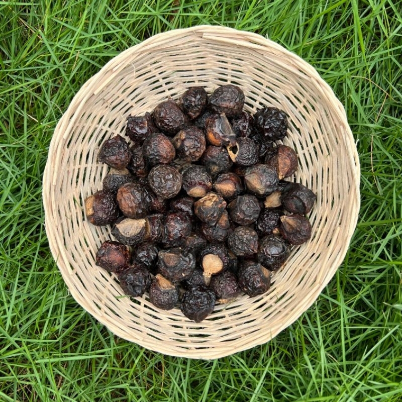 

1kg Buah Lerak Sabun Cuci Alami Ramah Lingkungan Detergen Alami