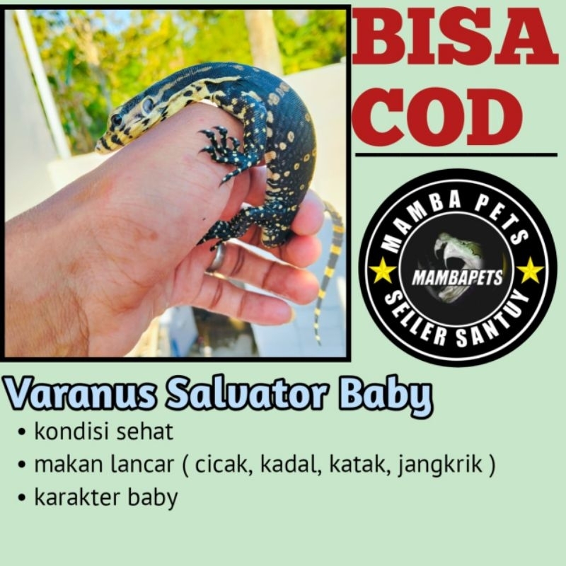 baby varanus salvator madura