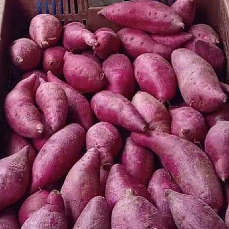

UBI UNGU PILIHAN BESAR 1 KG