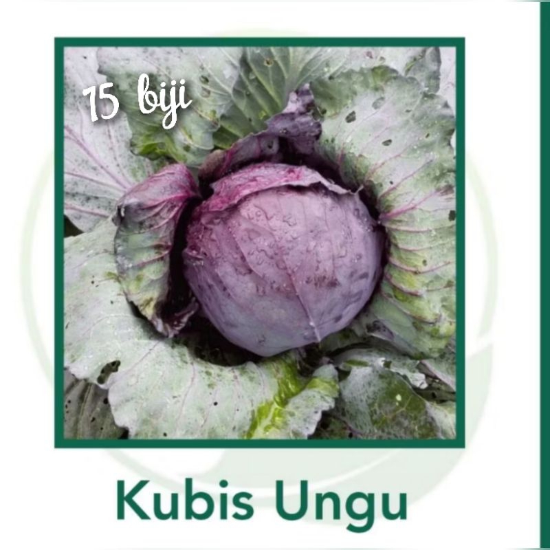 

Benih Kol/Kubis Ungu