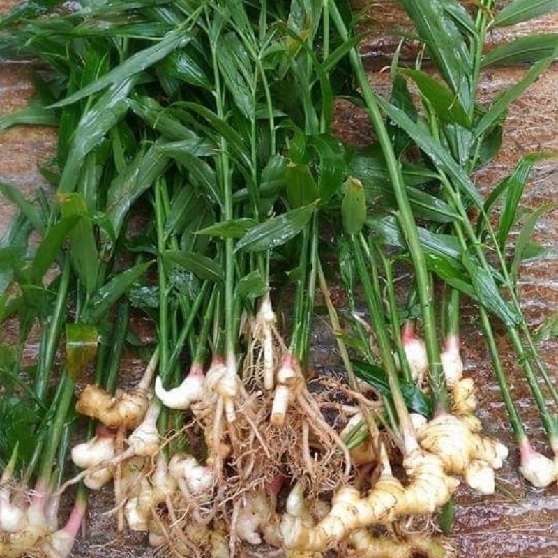 Bibit Jahe Siap Tanam