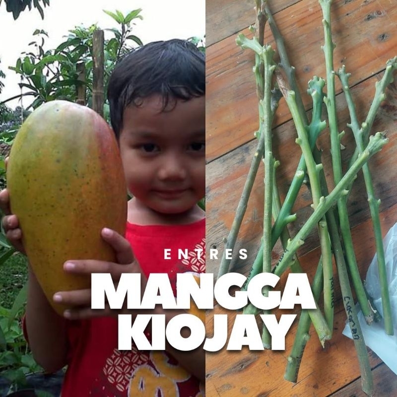 ENTRES MANGGA KIOJAY