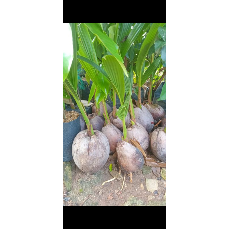 

kelapa Nias