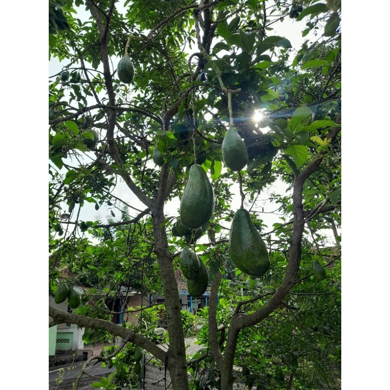 Entres alpukat Gading |alpukat mentega|alpukat unggul