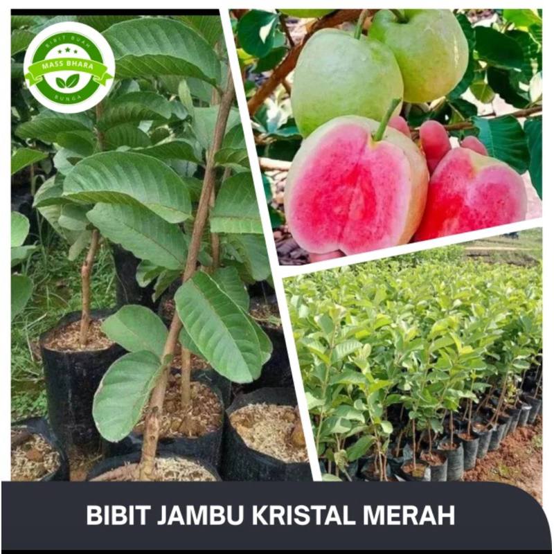 JAMBU KRISTAL MERAH
