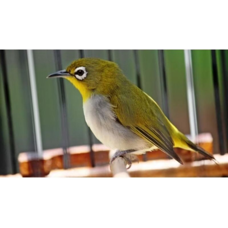 PLECI AURIVENTER RAWATAN JANTAN