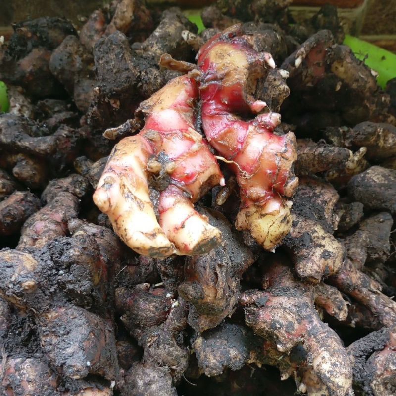 

Jahe Merah Asli Medan 1kg