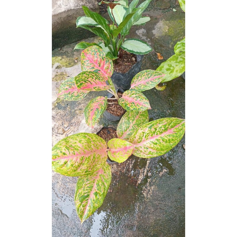 5 macam bunga aglonema