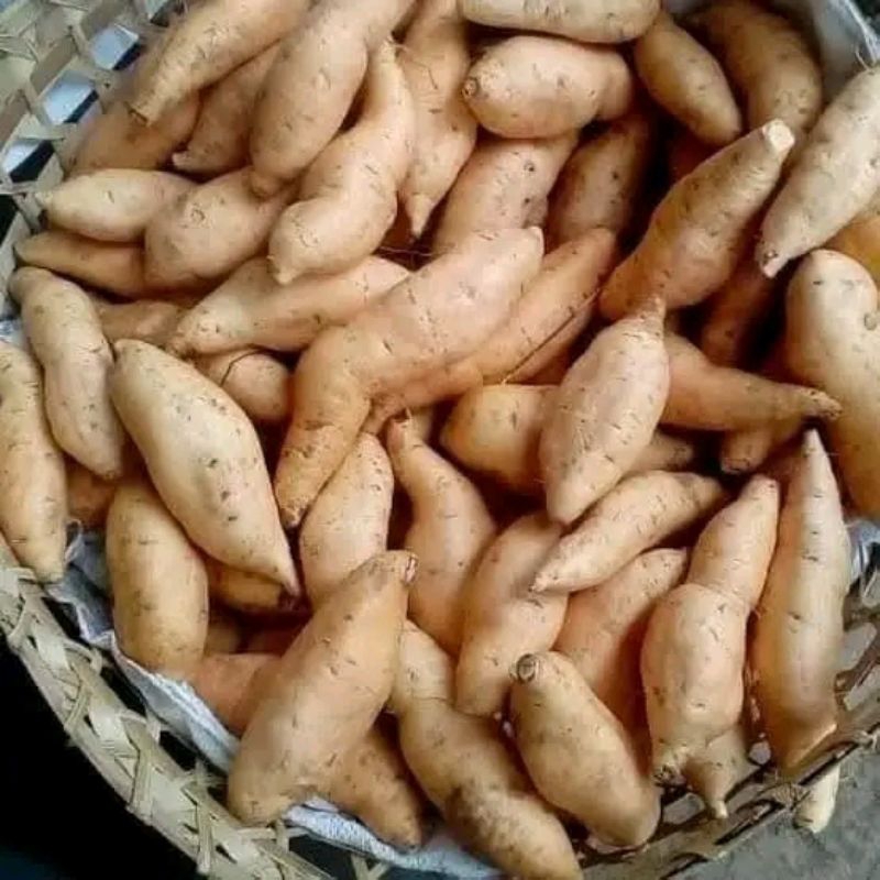 

UBI MADU 3 KG MENTAH BERSIH LANGSUNG DARI PUSAT UBI WONOGIRI