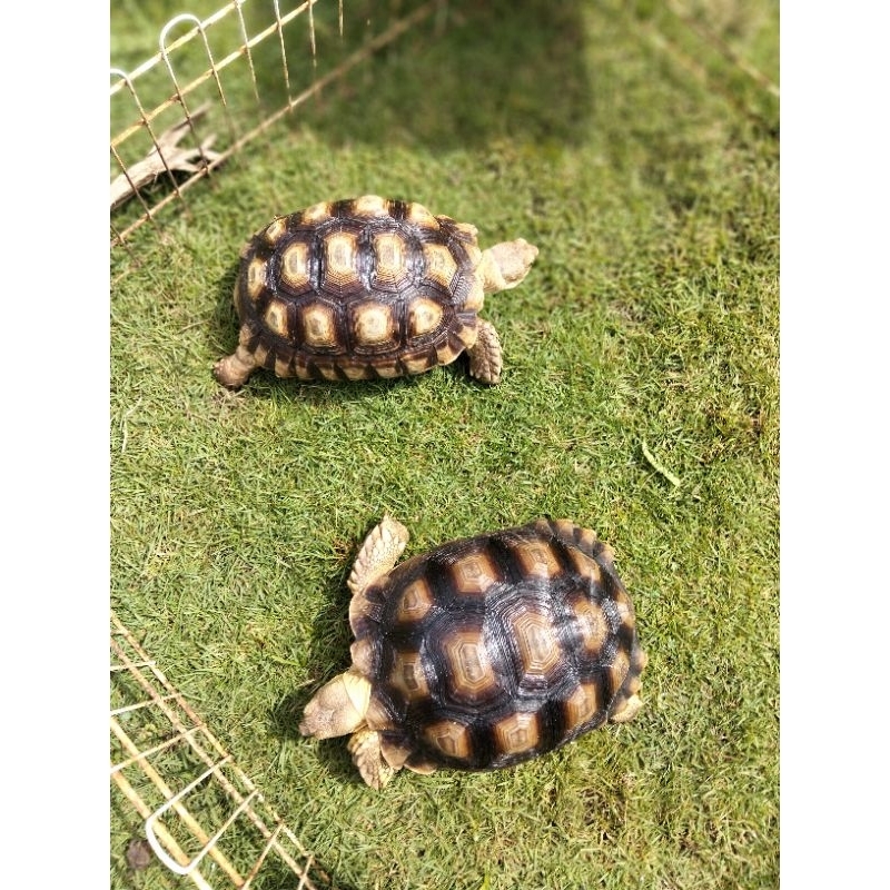 KurakuraSulcata1pasang 23&20cm.Betina. super smooth sehat makan lancar berkualitas terbaik