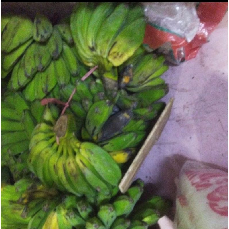 

PISANG KEPOK PUTIH JUMBO UNTUK BURUNG