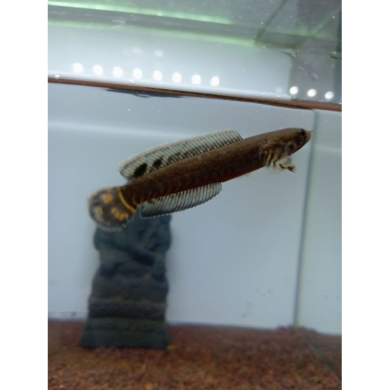 bleheri Rainbow 4_5 singgle tank bergaransi