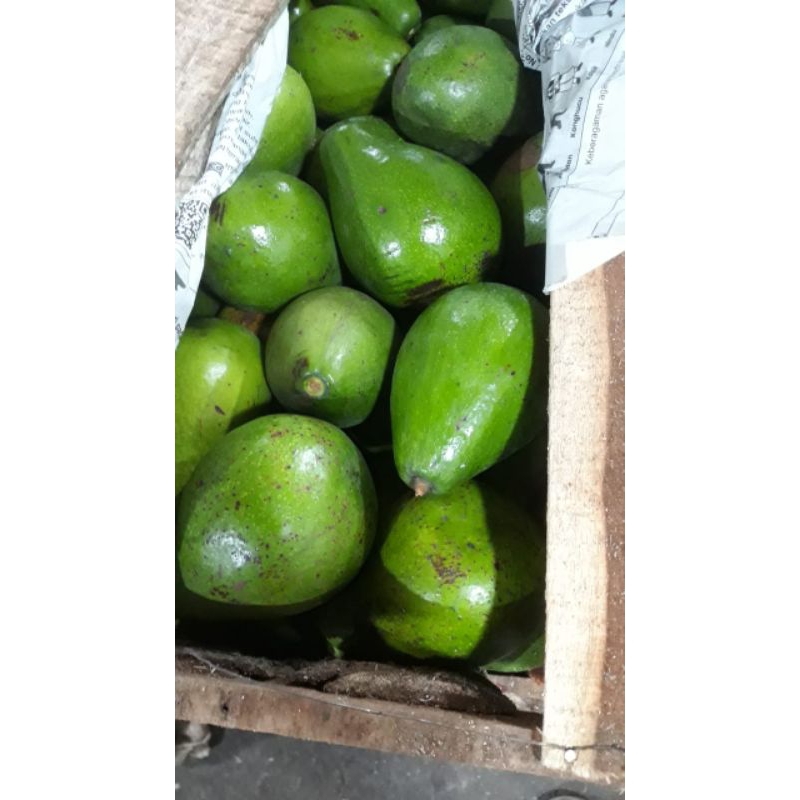 

alpukat mentega super harga perkilo isi 3-4