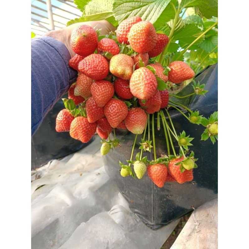 BIBIT STRAWBERRY JENIS CALIFORNIA SUDAH BERBUNGA