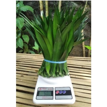 daun suji / daun tanaman suji /ikat