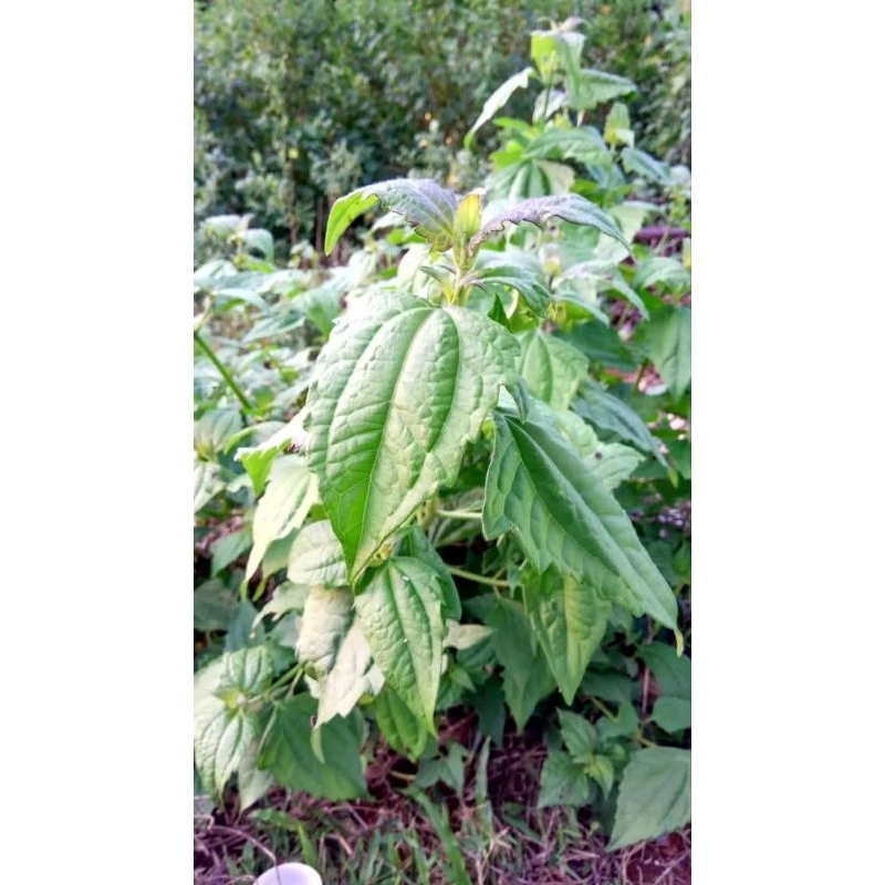 

Termurah daun balakacida kirinyuh 1kg