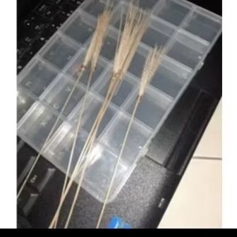 kili melatih mental jangkrik