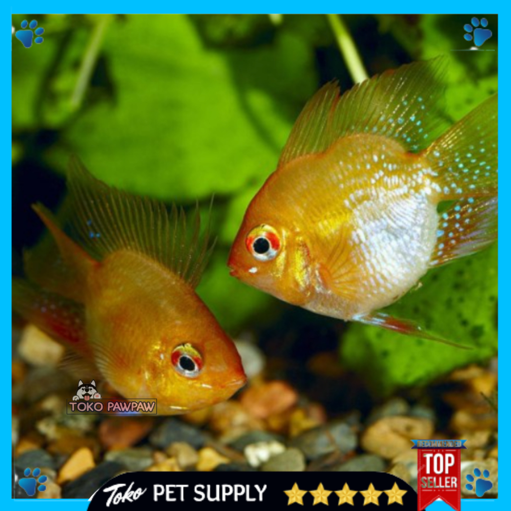 Ikan Balon Gold Ramirezi Ikan Hias Aquarium Aquascape Per Ekor