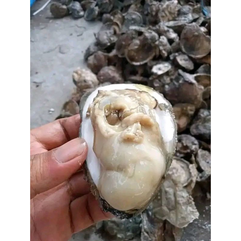 

oyster kupas sebelah kerang tiram buka cangkang sebelah 1kg
